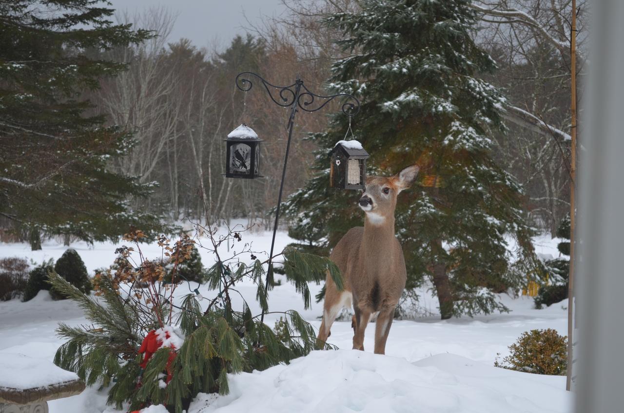 Briarwood Bed & Breakfast Elmsdale Rom bilde
