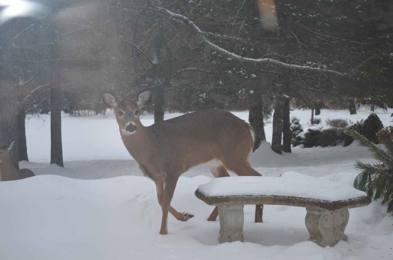 Briarwood Bed & Breakfast Elmsdale Rom bilde