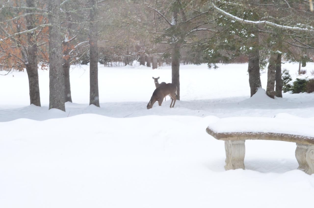 Briarwood Bed & Breakfast Elmsdale Rom bilde